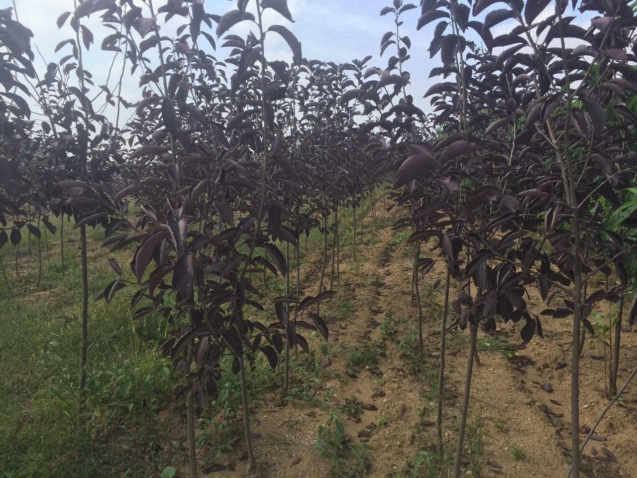 辽宁治强果树繁育中心专业种植大樱桃苗图片