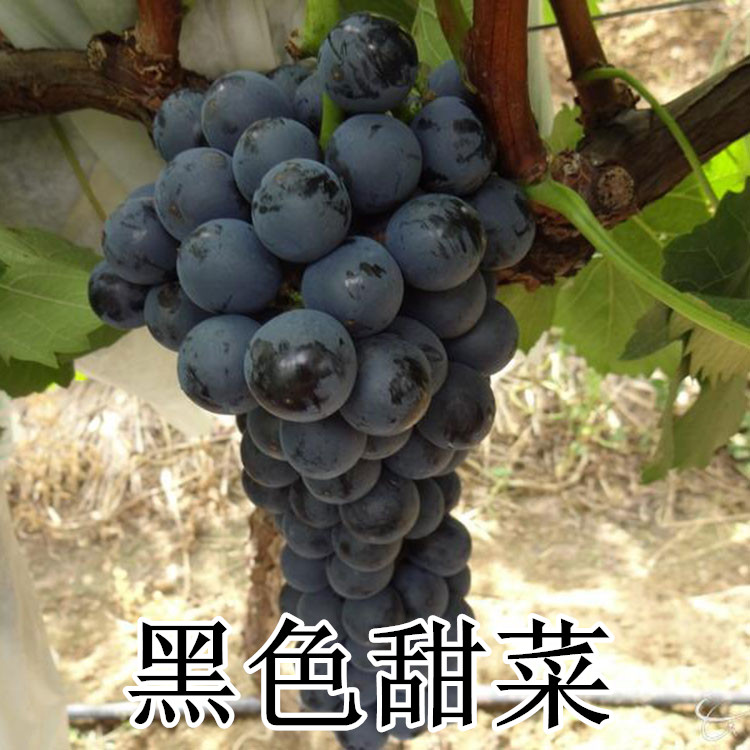 山东黑色甜菜葡萄苗批发 嫁接黑色甜菜葡萄苗 早熟高产葡萄苗价格