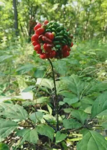 林下參園參白條參紅參圖片/林下參園參白條參紅參樣板圖 (2)