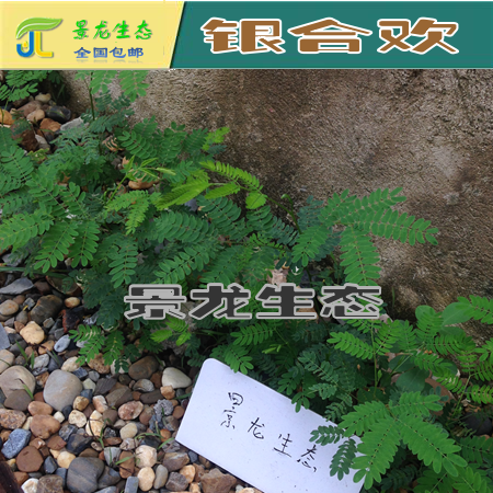 銀合歡種子圖片/銀合歡種子樣板圖 (2)
