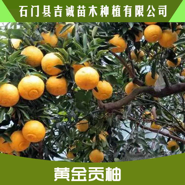 黃金貢柚苗圖片/黃金貢柚苗樣板圖 (2)