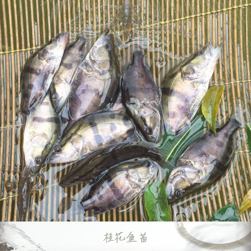 桂花魚苗銷售