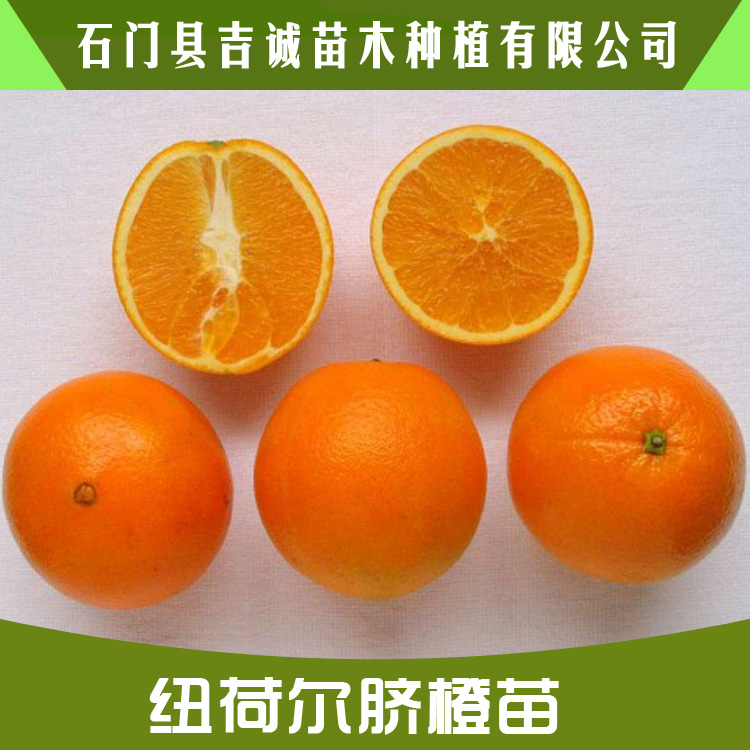 臍橙苗圖片/臍橙苗樣板圖 (2)
