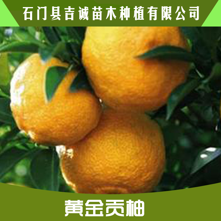 黃金貢柚苗圖片/黃金貢柚苗樣板圖 (1)