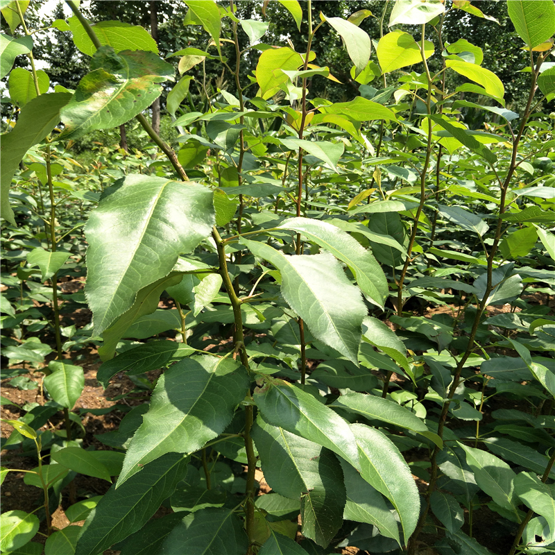 梨樹苗圖片/梨樹苗樣板圖 (4)