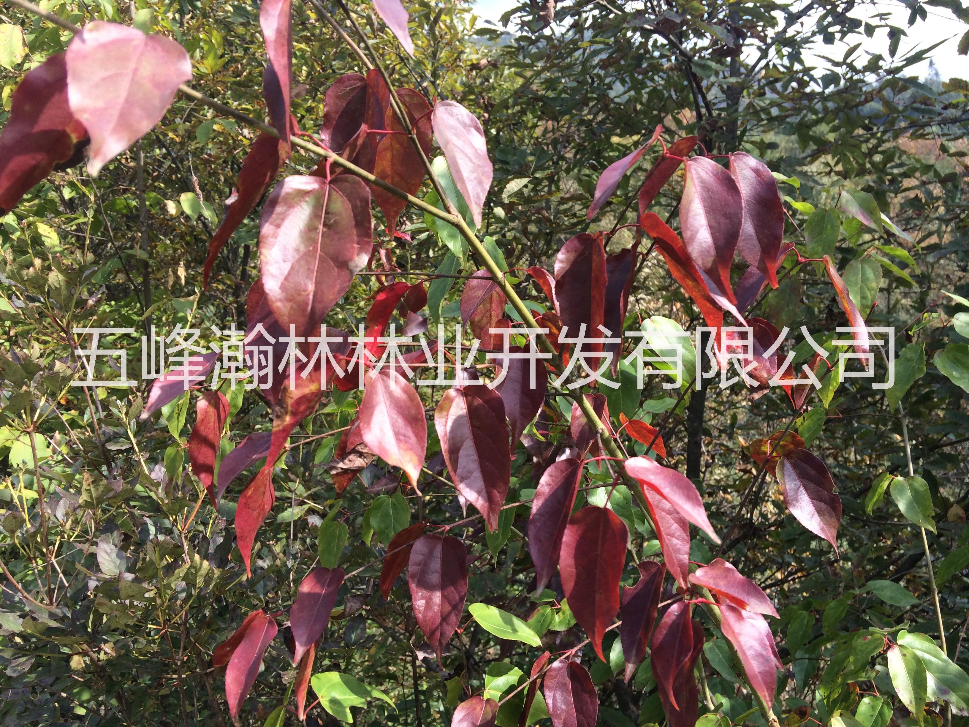 槭樹科槭屬飛蛾槭苗圖片/槭樹科槭屬飛蛾槭苗樣板圖 (3)