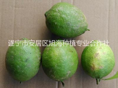 檸檬圖片/檸檬樣板圖 (2)