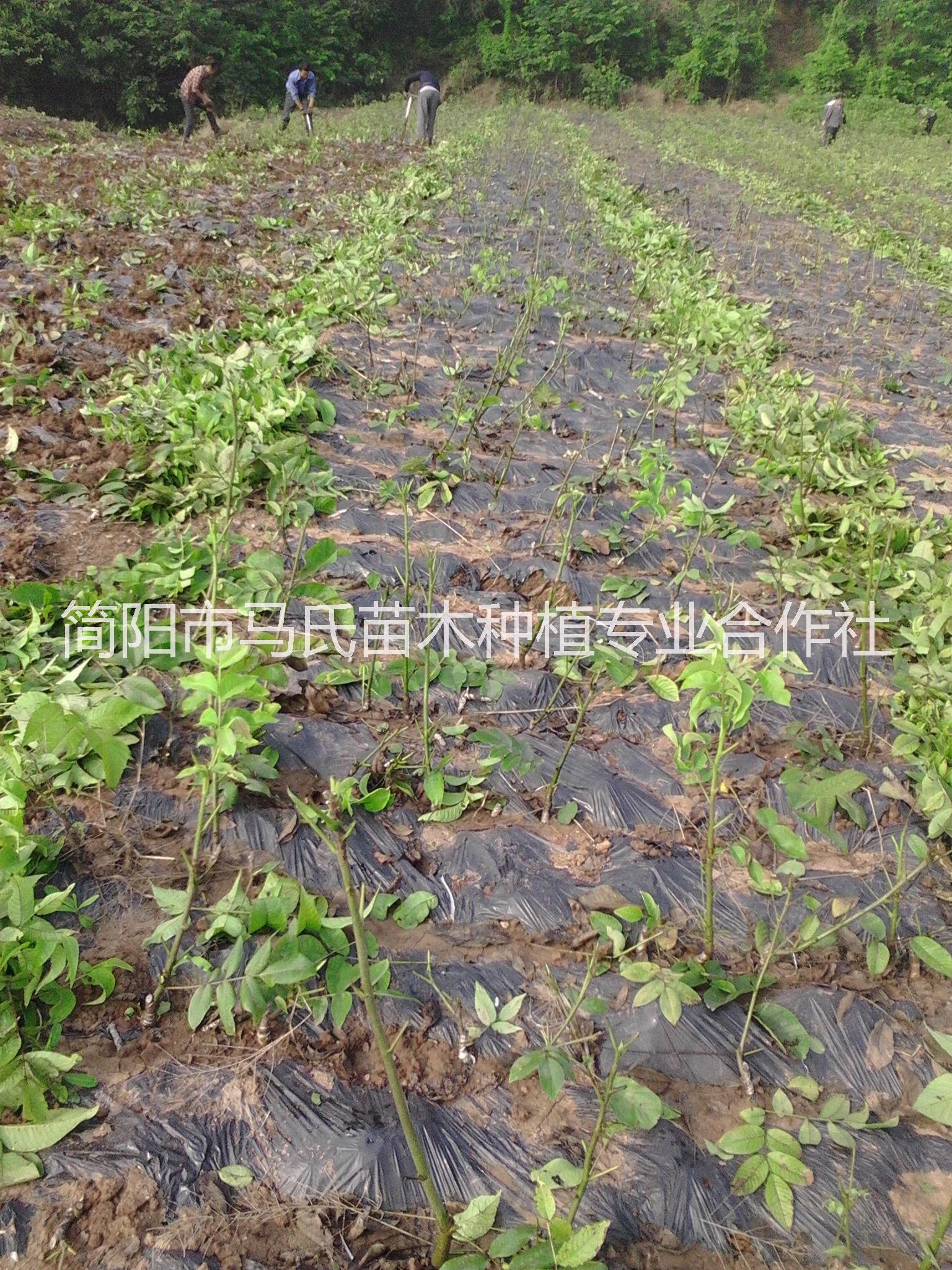 核桃樹苗圖片/核桃樹苗樣板圖 (2)