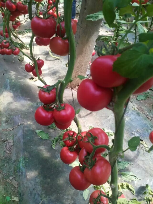 越夏抗線蟲番茄京谷156