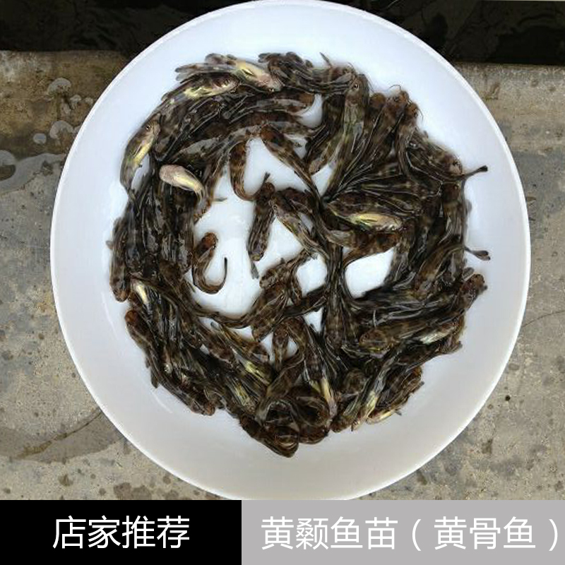 黄颡鱼苗（黄骨鱼） 黄颡鱼苗 黄骨鱼苗 全雄黄颡鱼苗图片