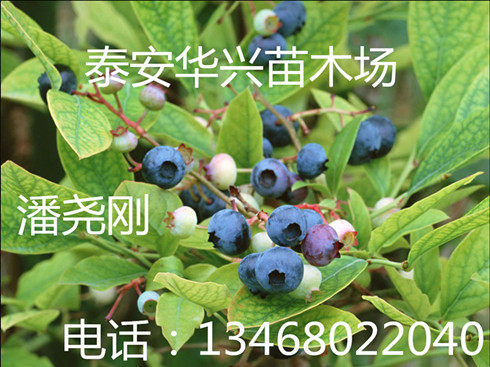 山東藍(lán)莓苗、哪里有賣的圖片