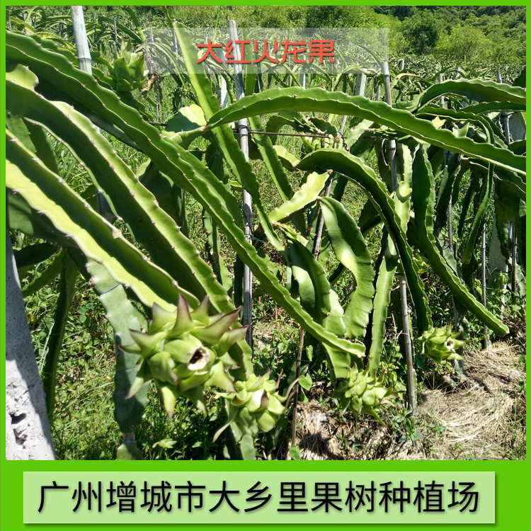 紅火龍果圖片/紅火龍果樣板圖 (3)