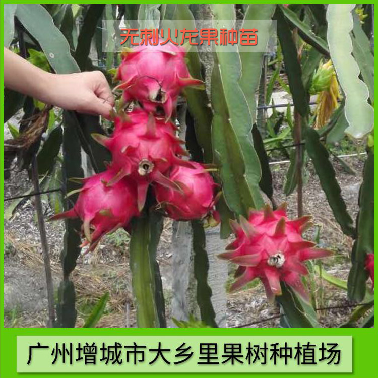 火龍果圖片/火龍果樣板圖 (4)