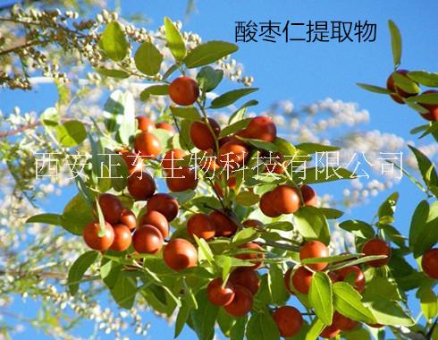 酸棗仁提取物圖片/酸棗仁提取物樣板圖 (3)
