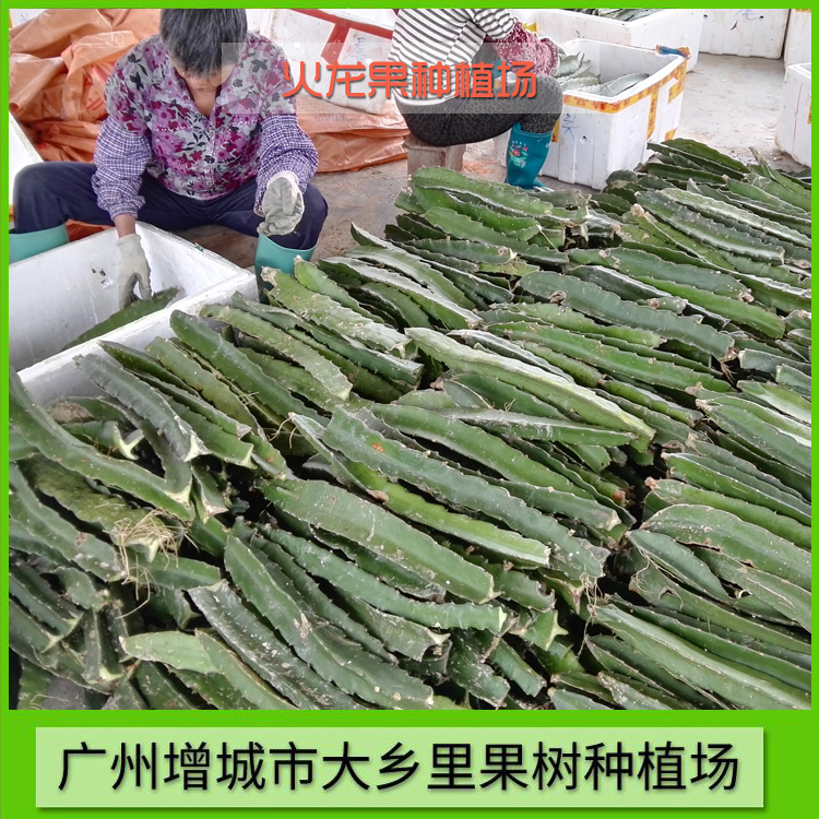 火龍果種植場 專業(yè)火龍果種植場 廣東火龍果種植場 火龍果種植場供應(yīng)
