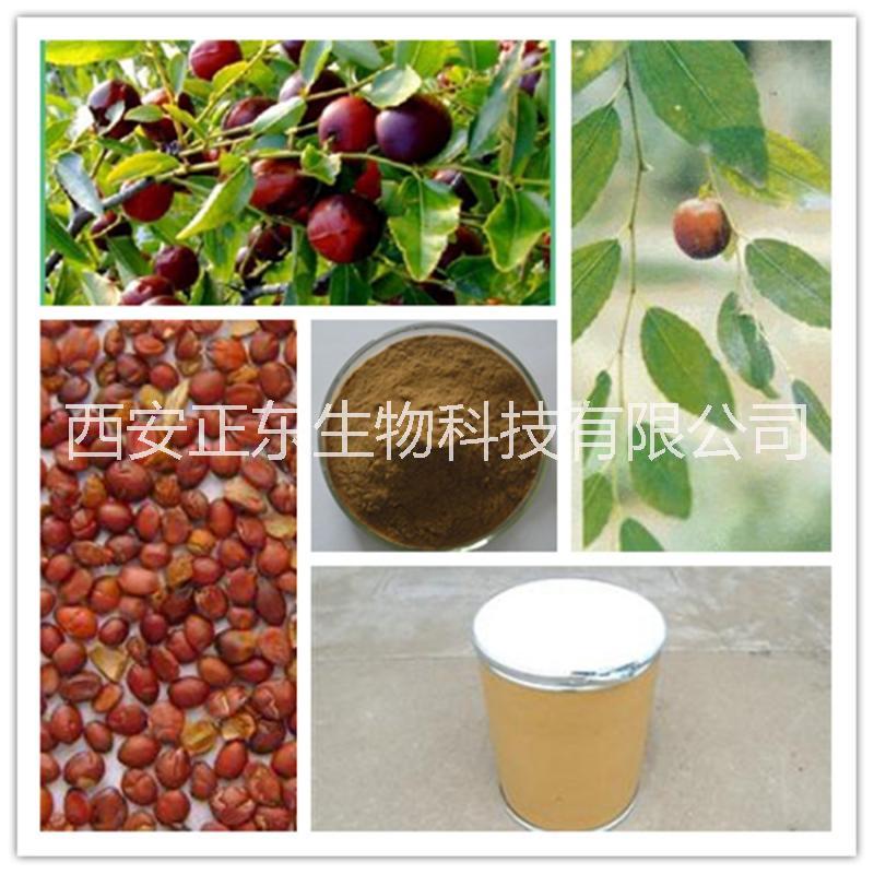 酸棗仁提取物圖片/酸棗仁提取物樣板圖 (4)