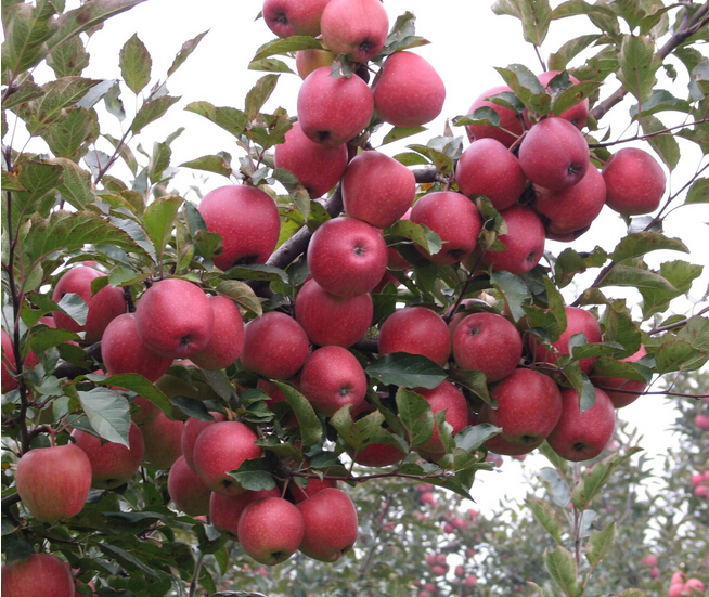 紅富士蘋果圖片/紅富士蘋果樣板圖 (4)