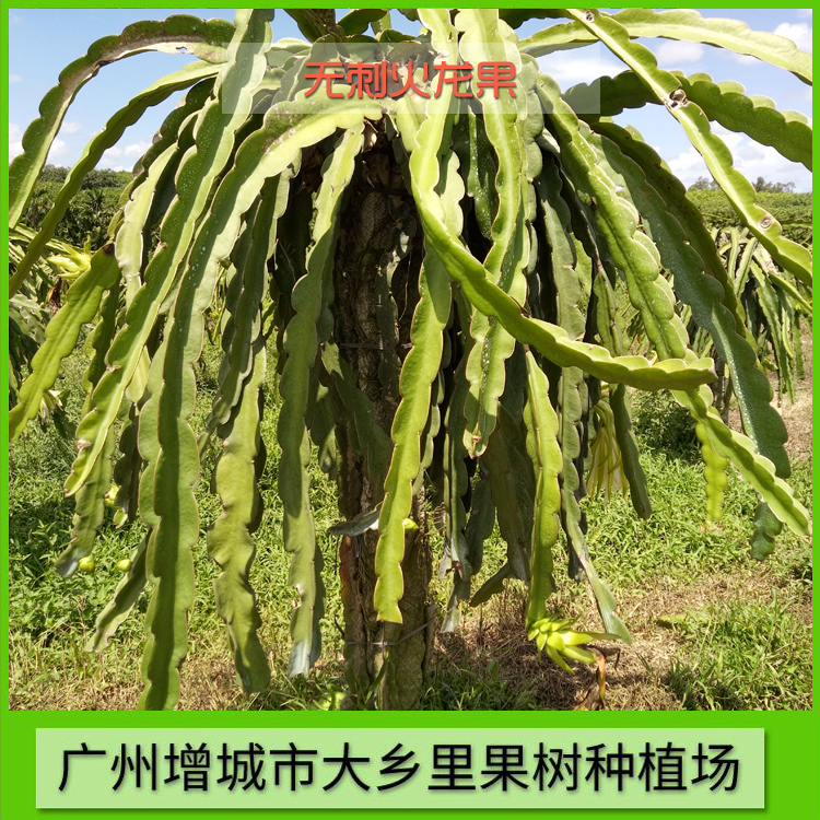 廣州無刺火龍果種苗批發(fā)價，廣州增城無刺火龍果苗