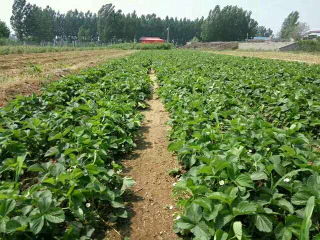 草莓，紅顏草莓苗批發(fā)  草莓批發(fā) 草莓苗價(jià)格