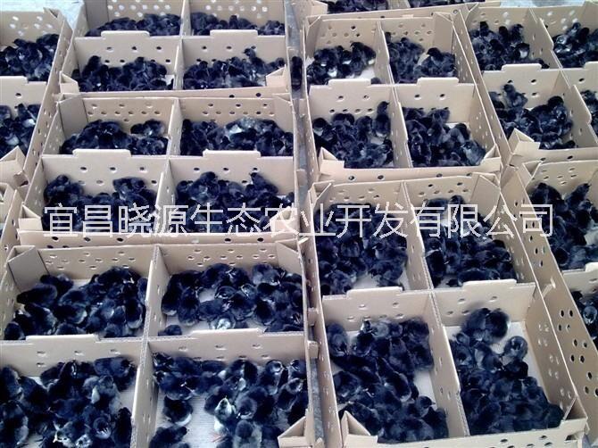 五黑雞圖片/五黑雞樣板圖 (1)