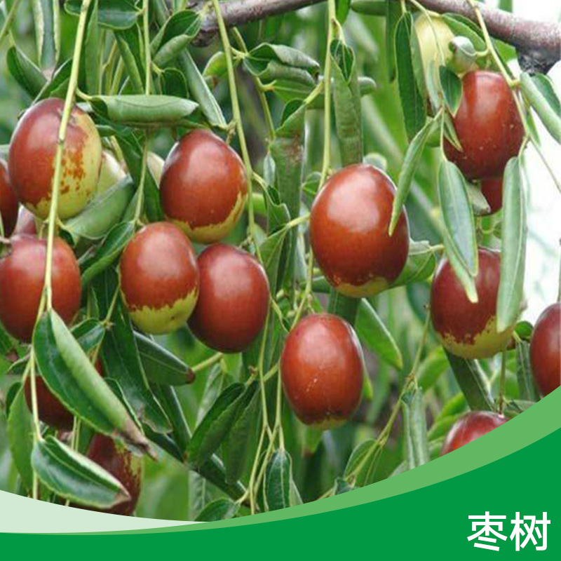 棗樹 七月鮮棗樹 雞蛋棗樹 梨棗樹 晉棗樹  贊皇大棗樹