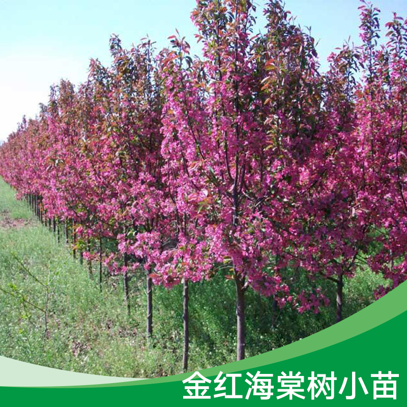 紅海棠圖片/紅海棠樣板圖 (3)