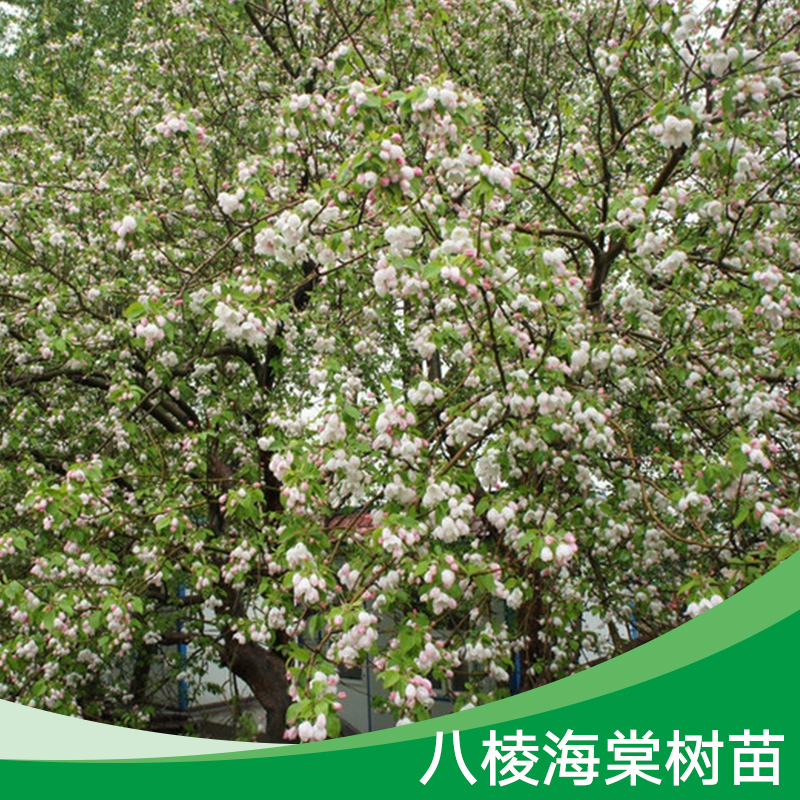 八棱海棠樹苗產(chǎn)品 八棱海棠樹苗木基地 八棱海棠樹苗現(xiàn)貨 八棱海棠樹苗價格