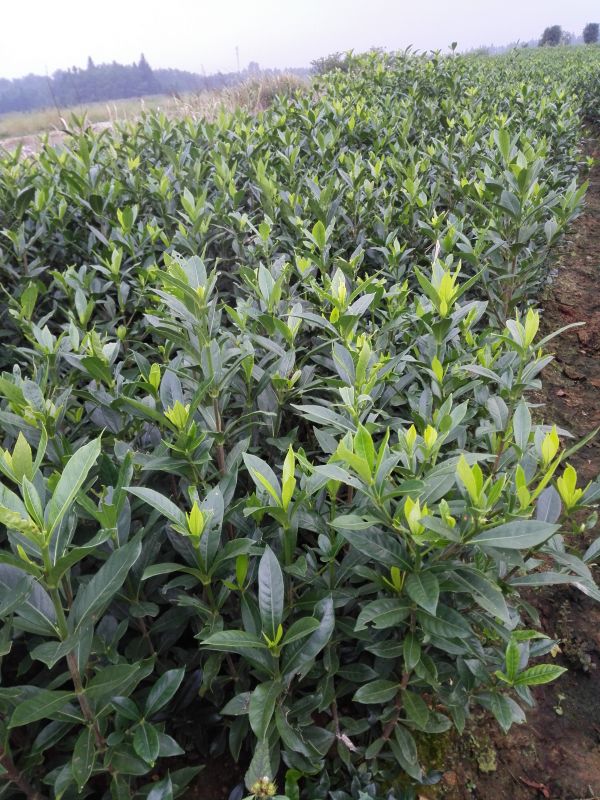 黃梔子苗圖片/黃梔子苗樣板圖 (2)