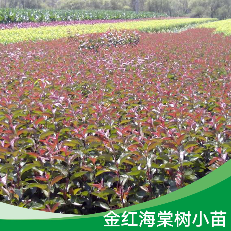 紅海棠圖片/紅海棠樣板圖 (2)