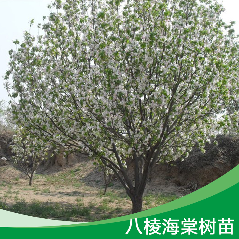 海棠樹(shù)苗圖片/海棠樹(shù)苗樣板圖 (4)