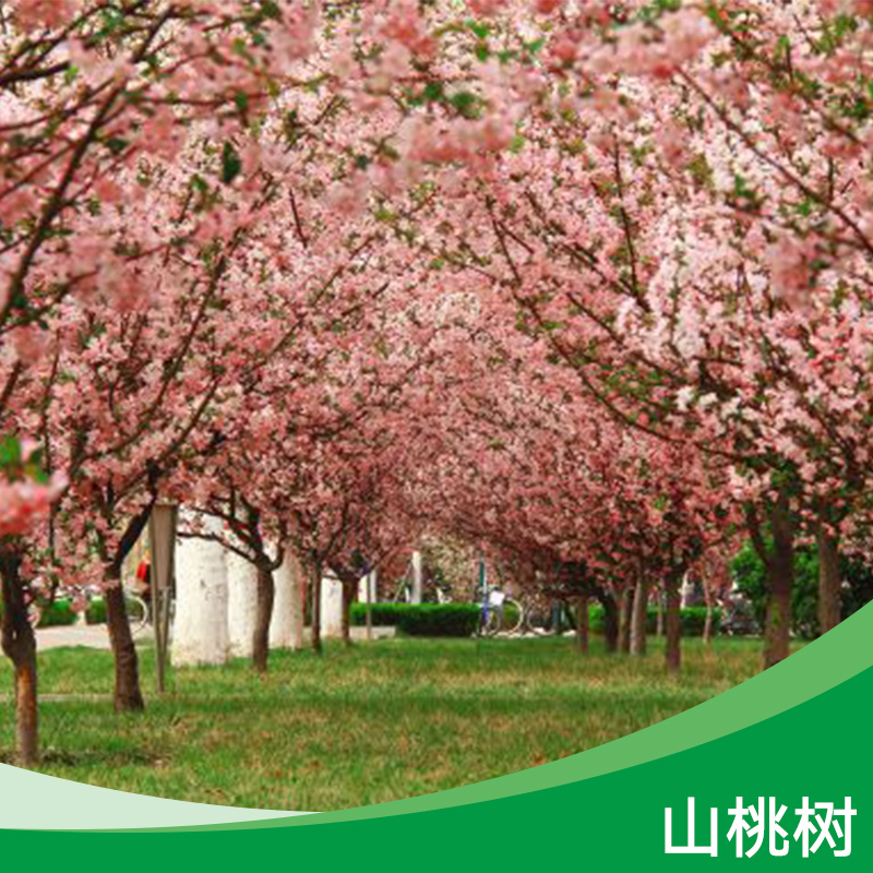 桃樹圖片/桃樹樣板圖 (4)