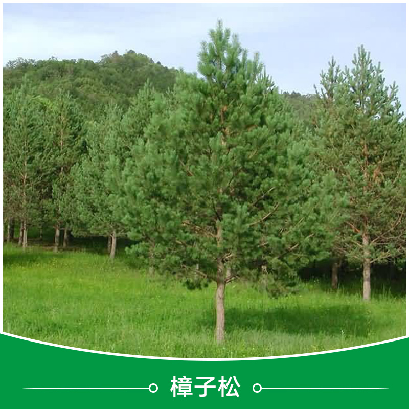 樟子松 樟子松小苗批發(fā) 百萬樟子松小苗基地直銷 河北西樟子松育苗基地