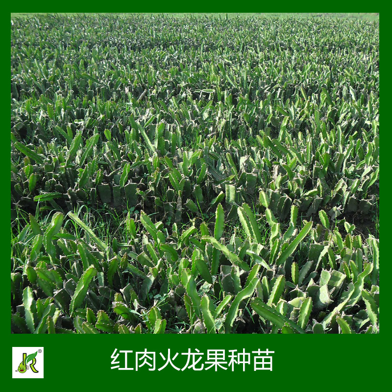 紅肉火龍果種苗 火龍果種苗種植 火龍果種苗批發(fā) 臺灣紅肉火龍果廠