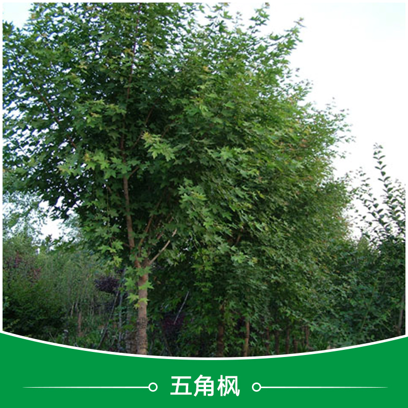 衡水五角楓批發(fā)圖片/衡水五角楓批發(fā)樣板圖 (3)