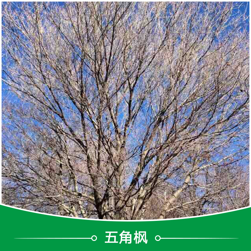 承德五角楓批發(fā)圖片