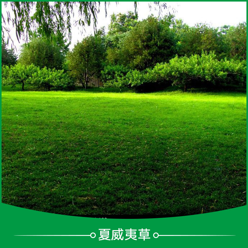 海南夏威夷草卷批發(fā)圖片/海南夏威夷草卷批發(fā)樣板圖 (2)