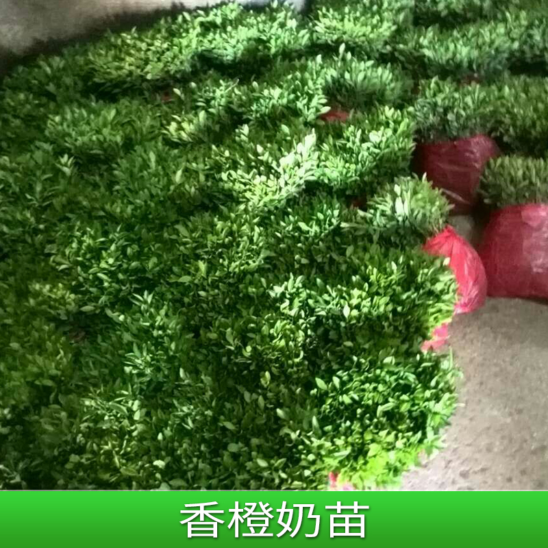 廣西香橙苗，香橙苗批發(fā)價格，香橙苗沃柑苗量大從優(yōu) *臍橙苗