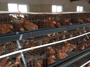 育成雞圖片/育成雞樣板圖 (1)