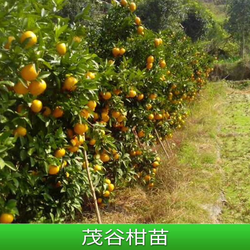 柑苗圖片/柑苗樣板圖 (4)
