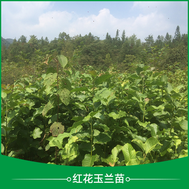玉蘭圖片/玉蘭樣板圖 (4)