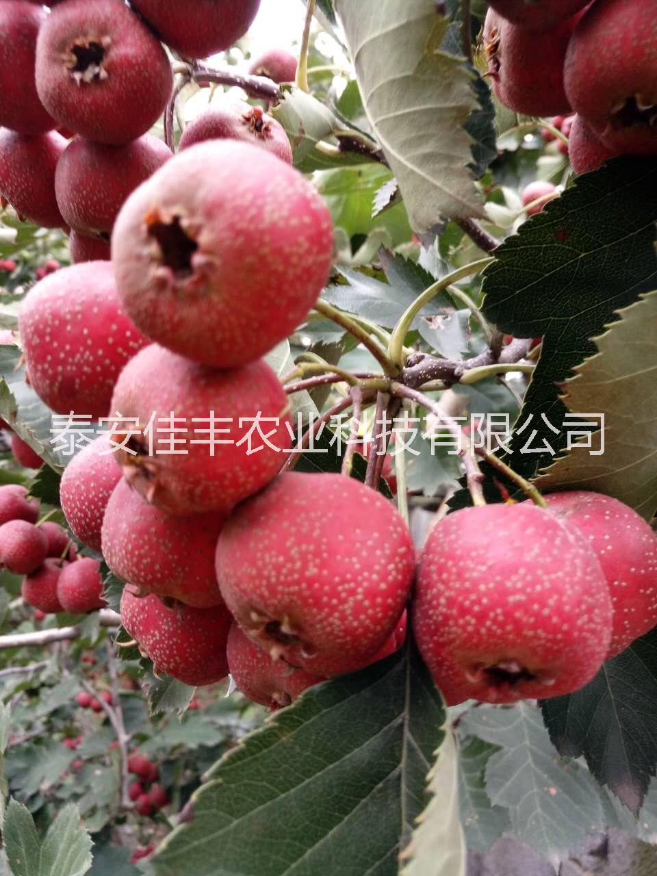 山楂苗圖片/山楂苗樣板圖 (3)