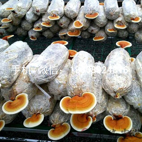 赤靈芝菌種銷(xiāo)售