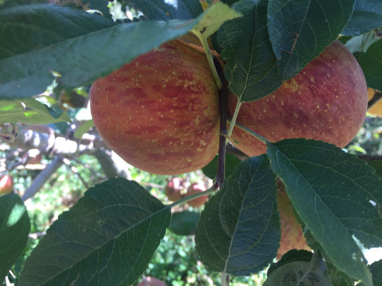 蘋果富士圖片/蘋果富士樣板圖 (2)