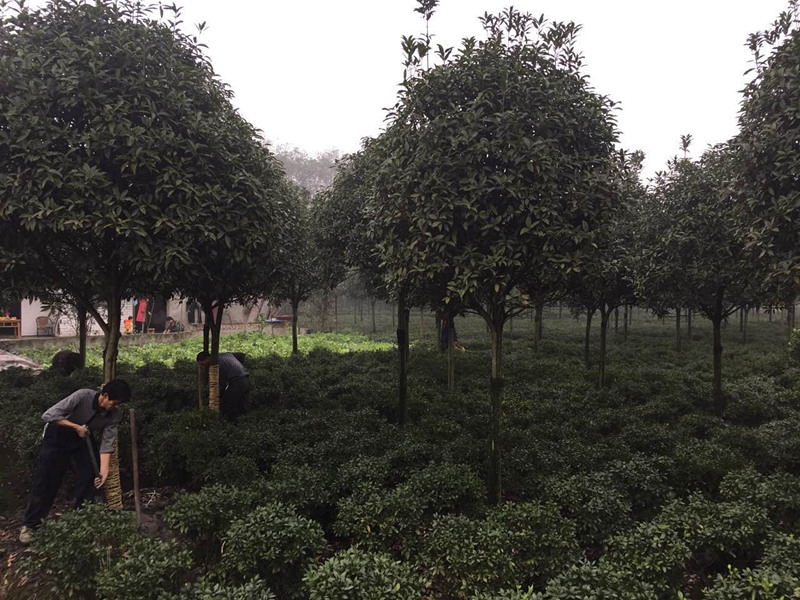 成都高杆精品桂花批发 高杆桂花基地  桂花苗圃