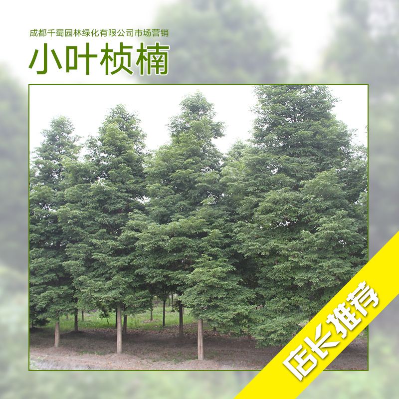 小葉楨楠圖片/小葉楨楠樣板圖 (1)