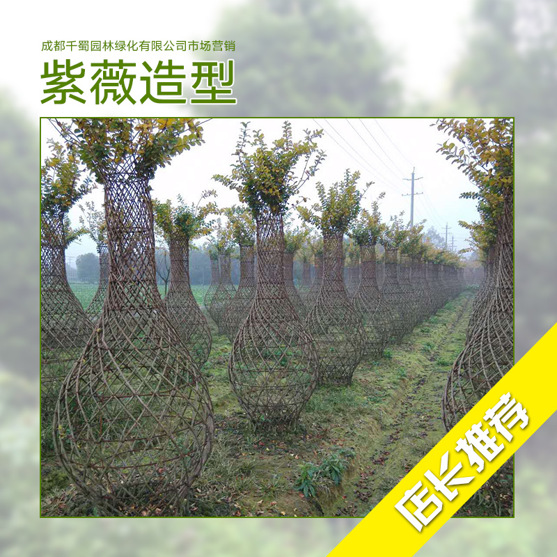 紫薇樹圖片/紫薇樹樣板圖 (3)