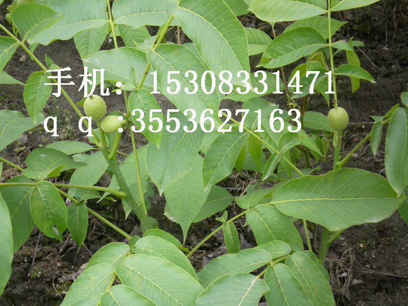 內(nèi)江核桃苗 內(nèi)江嫁接核桃苗 廣安核桃苗 廣安嫁接核桃苗