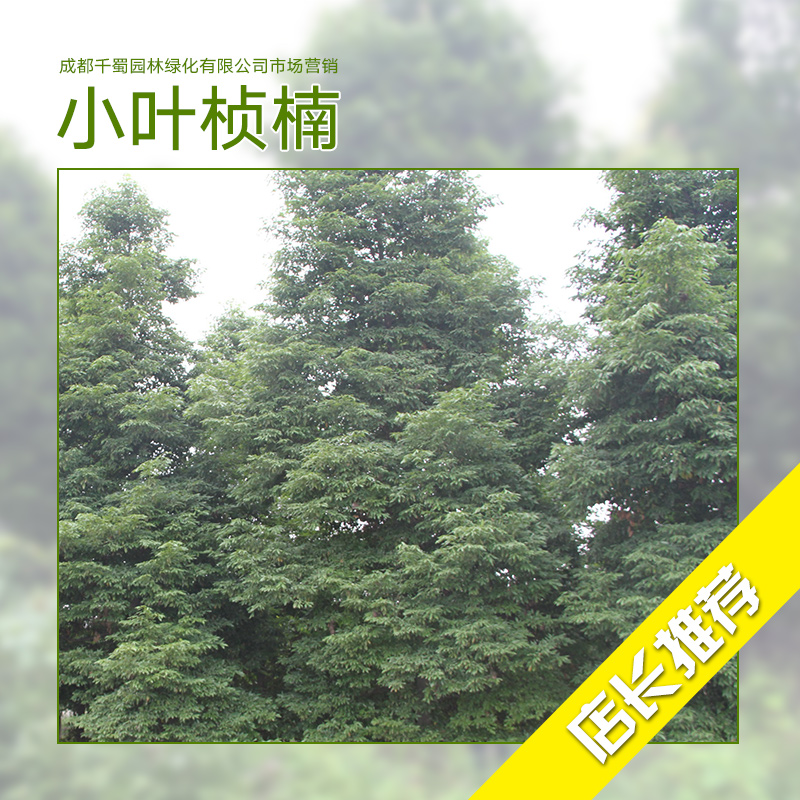 小葉楨楠圖片/小葉楨楠樣板圖 (3)