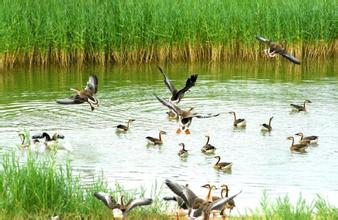 南京鹽水鴨圖片/南京鹽水鴨樣板圖 (2)
