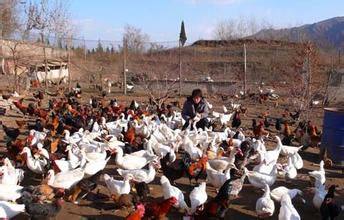 南京鹽水鴨圖片/南京鹽水鴨樣板圖 (1)